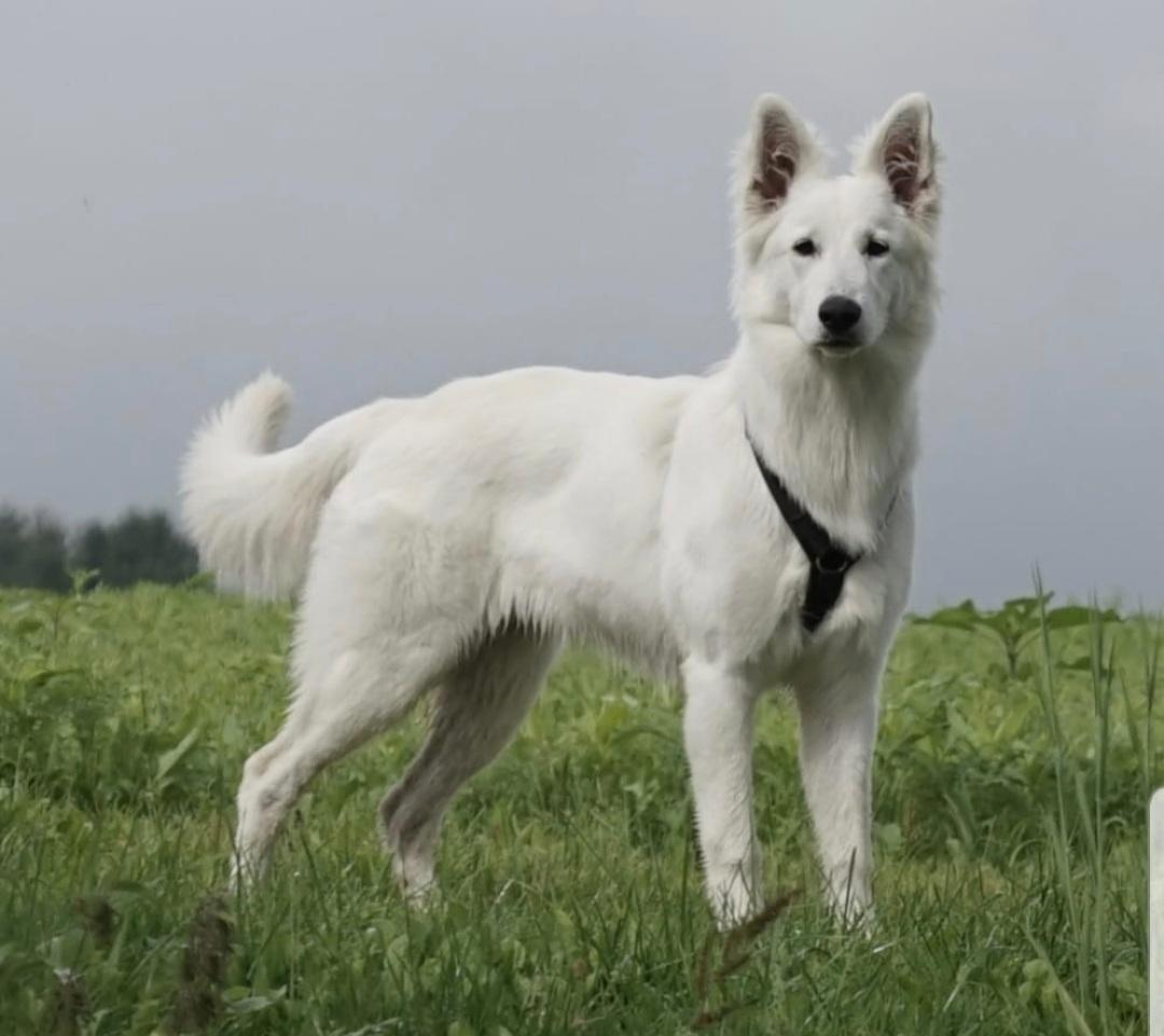 White Dream Dancer Hazel Grace | White Swiss Shepherd Dog 