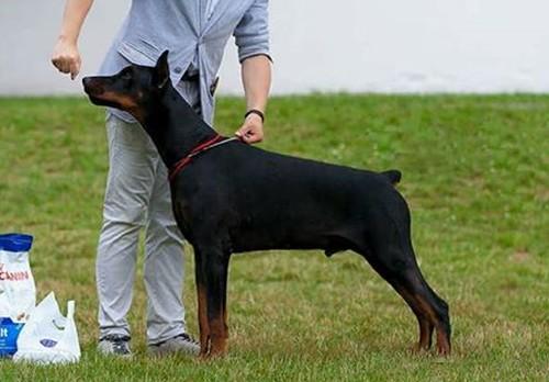 Nevskiy Tserber Ferrari Laferrari | Black Doberman Pinscher