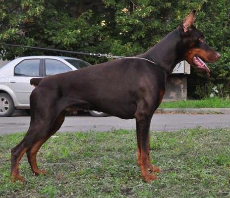 Nevskiy Tserber Chicago Bulls | Brown Doberman Pinscher