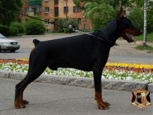 Nevskiy Tserber Chuck Berry | Black Doberman Pinscher