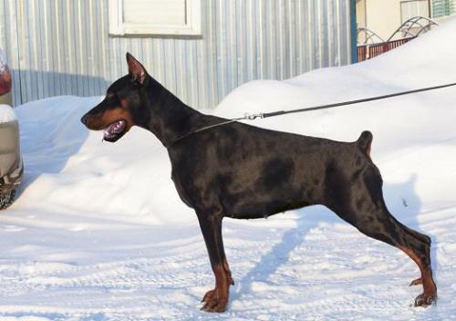 Nevskiy Tserber Yaponskaya Yena | Black Doberman Pinscher