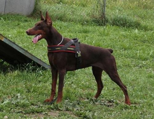 Fiji di Perlanera | Brown Doberman Pinscher