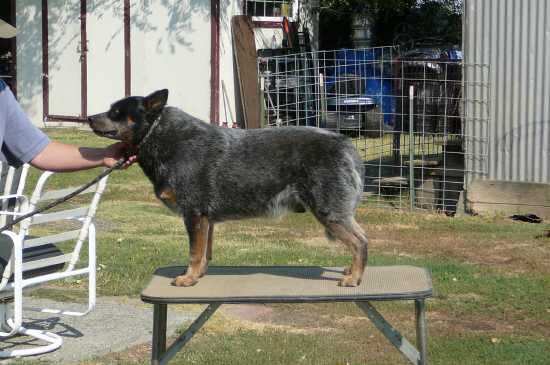Sageroo Heelerhill Blu Reetu | Australian Cattle Dog 