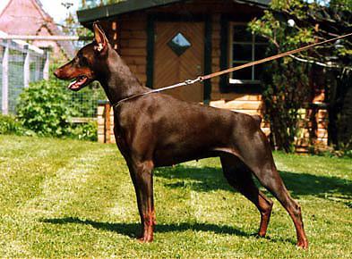 Kalina v. Norden Stamm | Brown Doberman Pinscher