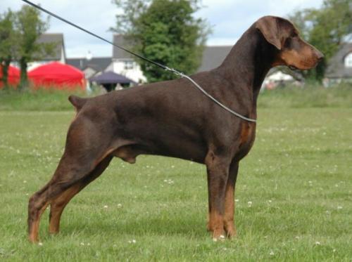 Tuwos Halestorm | Brown Doberman Pinscher