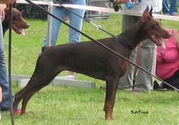 Zhemchuzhina Chernozemija Dream Galiana | Brown Doberman Pinscher