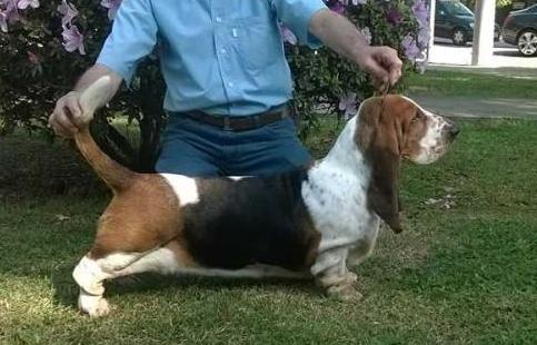 BR Lake Park Madonna | Basset Hound 