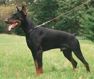 Larry v.d. Mooreiche | Black Doberman Pinscher