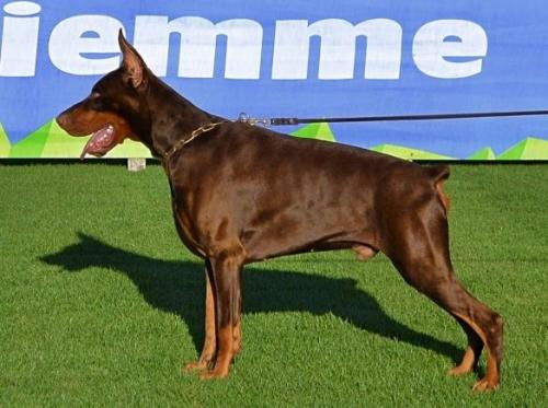 Destiny's Phoenix Judo | Brown Doberman Pinscher