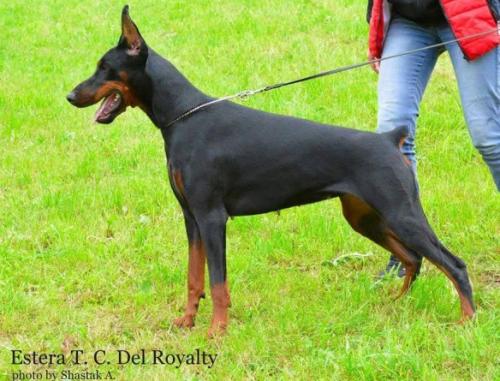 Estera TS del Royalty | Black Doberman Pinscher