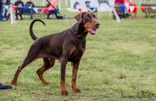 Elxis by the Sea | Brown Doberman Pinscher