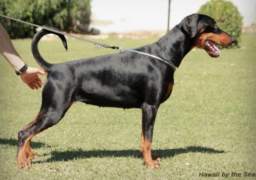 Hawaii by the Sea | Black Doberman Pinscher