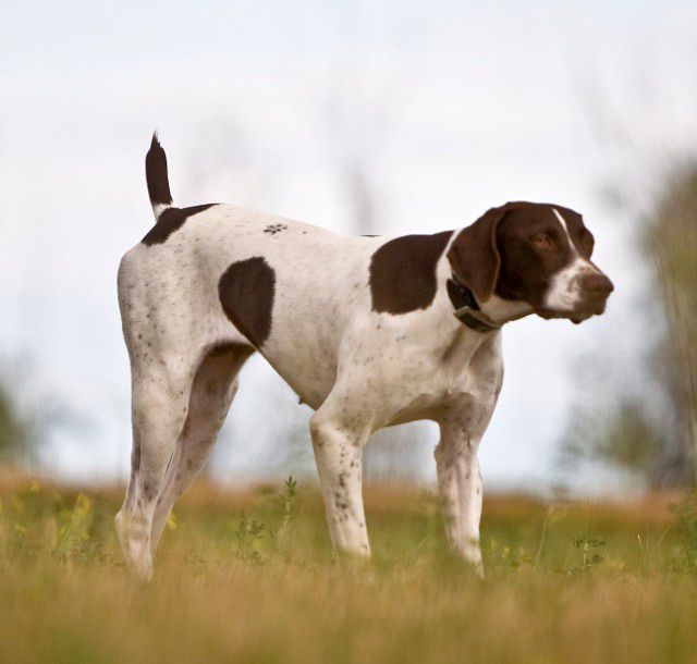 Eshods North Dakota Gal | German Shorthaired Pointer 