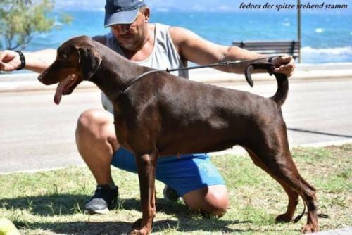 Fedora der Spitze Stehend Stamm | Brown Doberman Pinscher