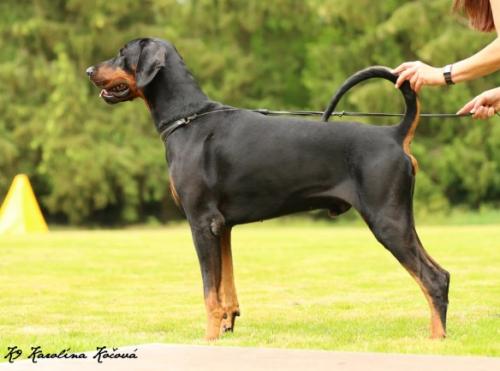 Hugo v.d. Töpferstadt | Black Doberman Pinscher