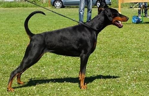 Gundel v. Westwall | Black Doberman Pinscher