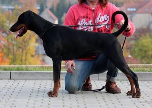 Giulietta Miratio | Black Doberman Pinscher