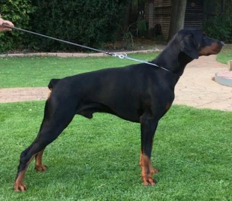 Graziano Miratio | Black Doberman Pinscher