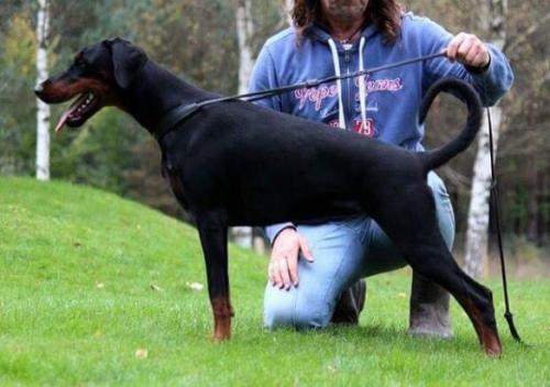 Laferrari California Miratio | Black Doberman Pinscher