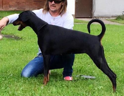 Yaffa Modena Miratio | Black Doberman Pinscher