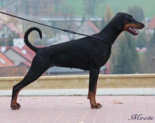 Xara Felicita Miratio | Black Doberman Pinscher