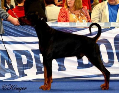 Dark Rocco Miratio | Black Doberman Pinscher