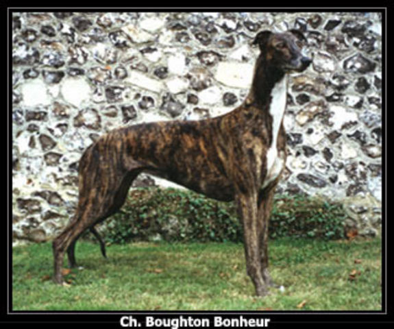 Boughton Bonheur | Greyhound 