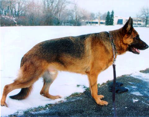 Julius Paul Spirit | German Shepherd Dog 