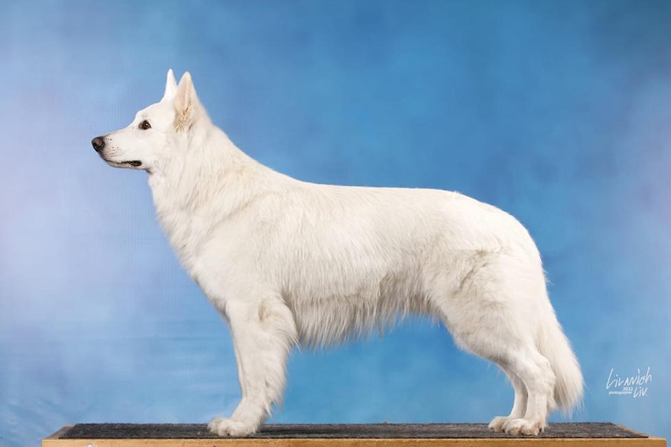 S Nezhny Zver Tsenturion | White Swiss Shepherd Dog 