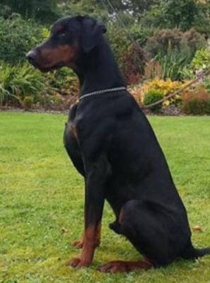 Dante Miratio | Black Doberman Pinscher