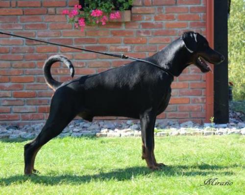 Wrangler Miratio | Black Doberman Pinscher