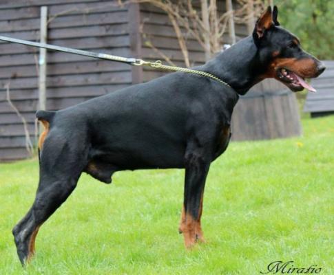 Maximiliano Miratio | Black Doberman Pinscher