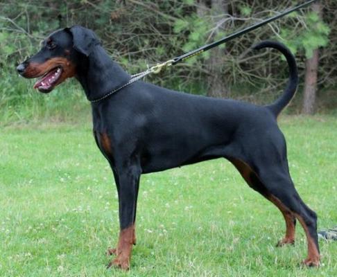 Ulke Nikita Miratio | Black Doberman Pinscher