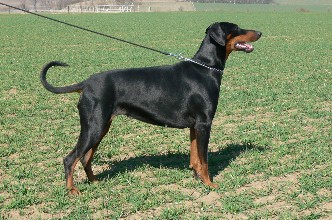 Enny Z Panstvi Dobrkacky | Black Doberman Pinscher