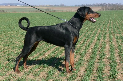 O'Kata od Dvou Lvu | Black Doberman Pinscher