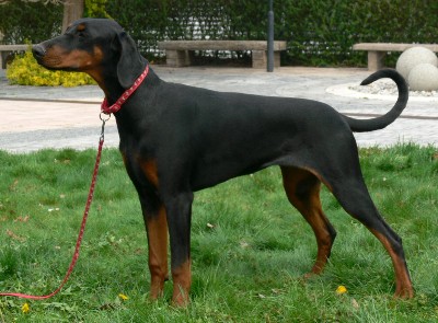 Gracie Z Panstvi Dobrkacky | Black Doberman Pinscher