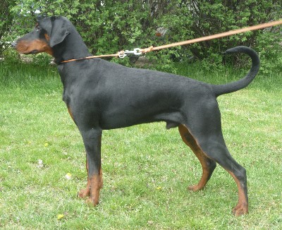 Graff  Z Panstvi Dobrkacky | Black Doberman Pinscher