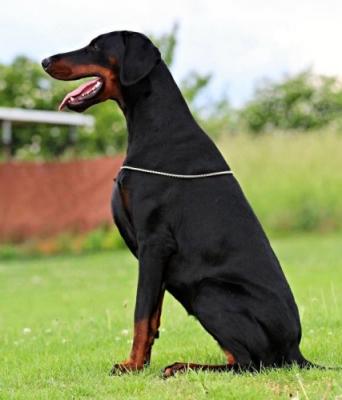 Hedush Black Sagitta | Black Doberman Pinscher