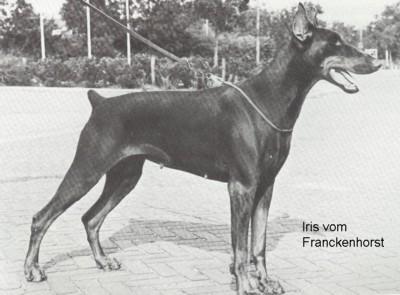 Iris v. Franckenhorst | Brown Doberman Pinscher