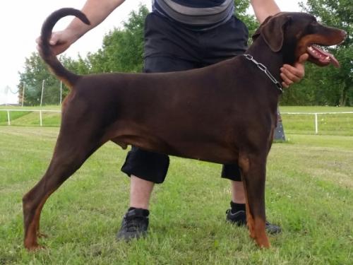 Gino v. Finkenhein | Brown Doberman Pinscher