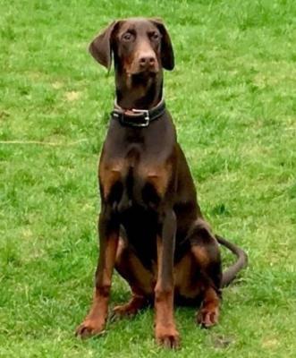 Badgar v. Kristalldrachen | Brown Doberman Pinscher