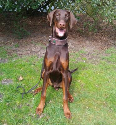 Bandit v. Kristalldrachen | Brown Doberman Pinscher