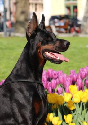 Sidorina di Modello | Black Doberman Pinscher