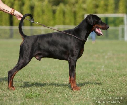 Giotto di Prisconte | Black Doberman Pinscher