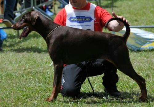 Danny Holle Braun (LO17146897) | Brown Doberman Pinscher