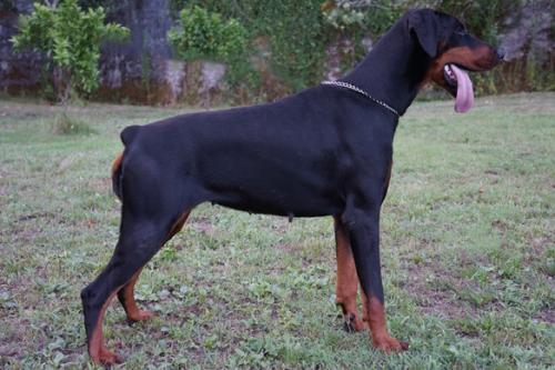Comba de O Forte | Black Doberman Pinscher