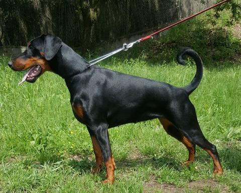 Doma Vaquera del Montaldo | Black Doberman Pinscher