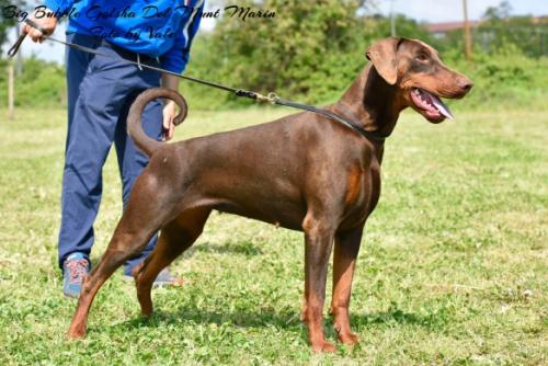 Big Bubble Golsha (LO1466033) | Brown Doberman Pinscher