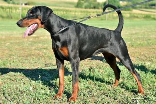 Booghe Booghe (LO1466032) | Black Doberman Pinscher