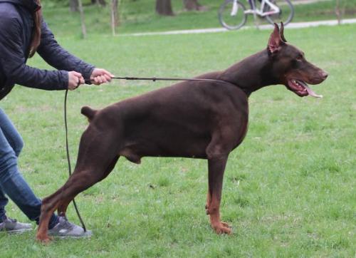 Egoist Ercole v. Jahrestal | Brown Doberman Pinscher